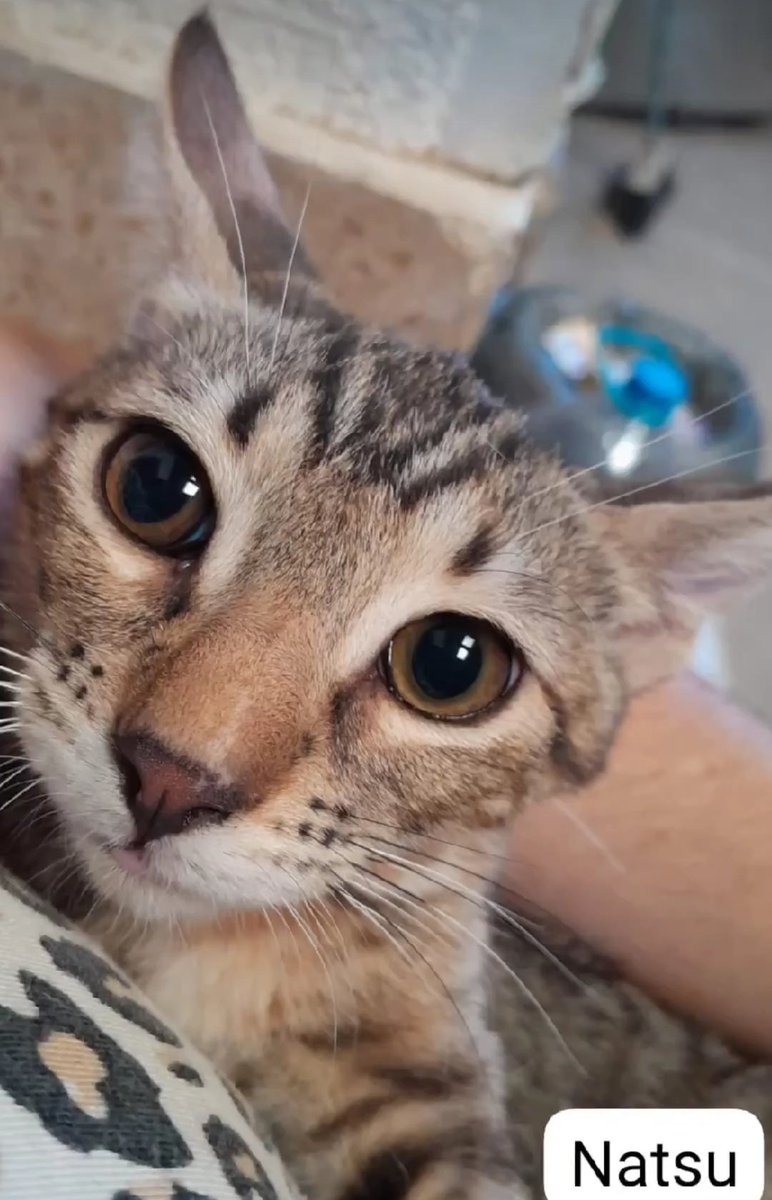 L'Aldea: Projecte Gat tweet media