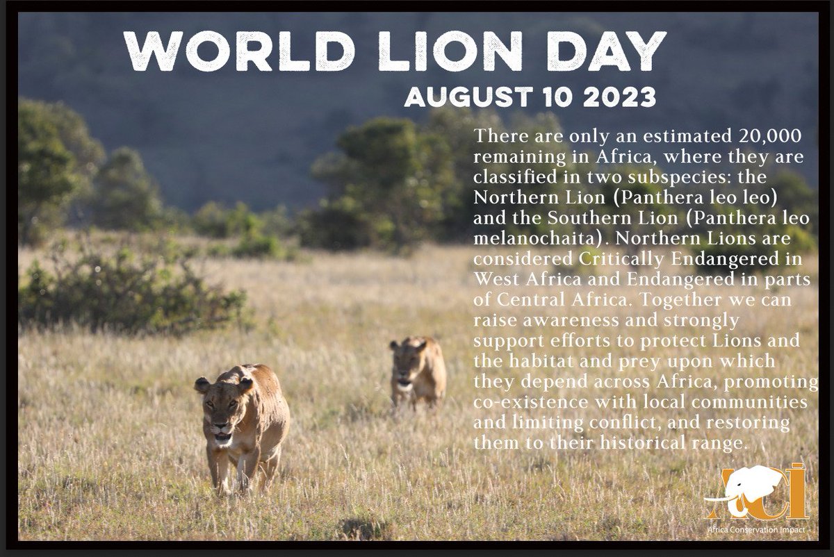 Today is #WorldLionDay2023 Together we can
raise awareness and support efforts to protect Lions and
the habitat and prey upon which
they depend across Africa, promoting
co-existence with local communities
and limiting conflict, and restoring
them to their historical range.#Lions