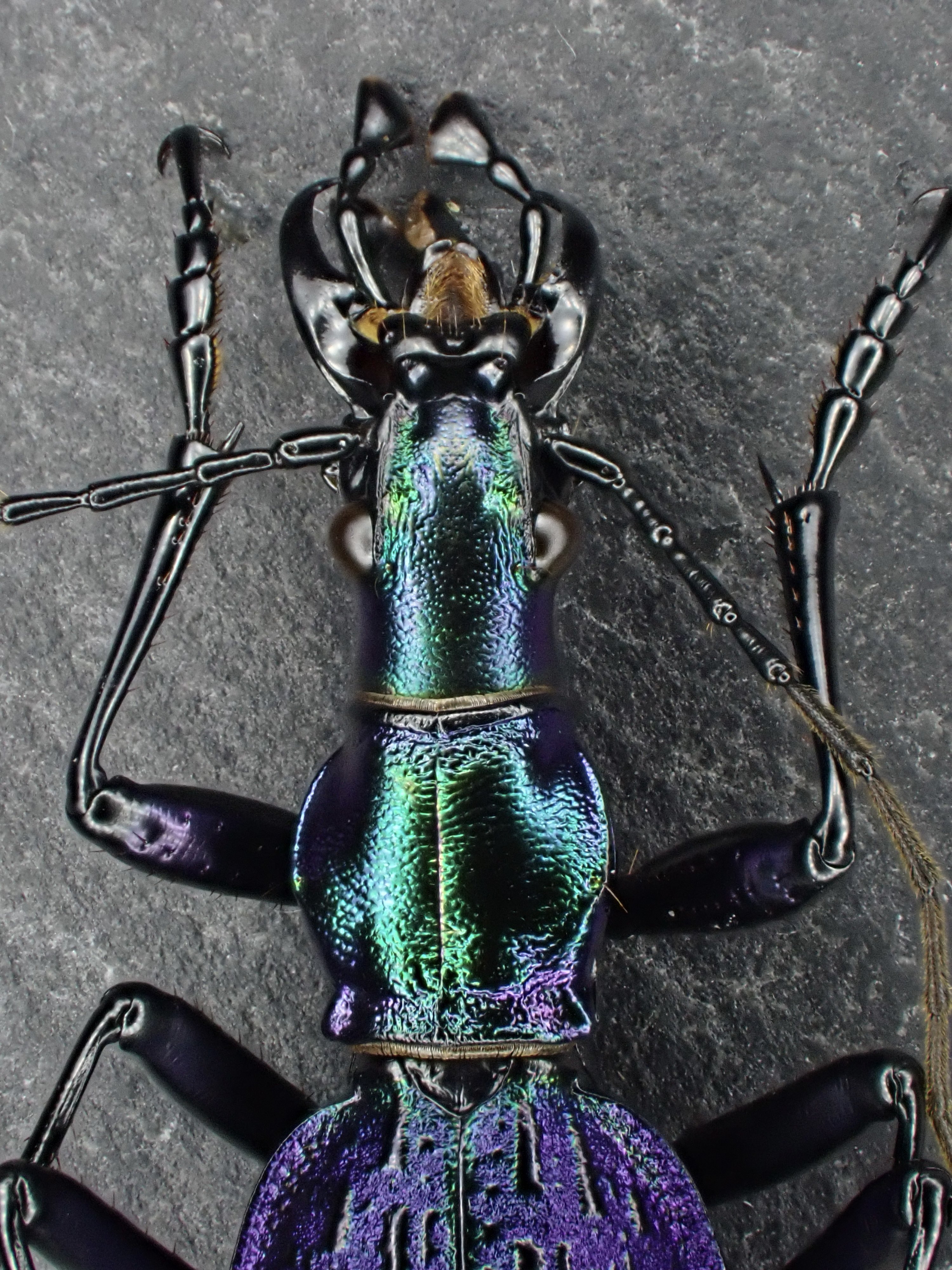 イボハダオサムシ標本 ★クリミア半島産C.scabrosus tauricus Carabus(Procerus)scabrosus tauricus イボハダオサムシ