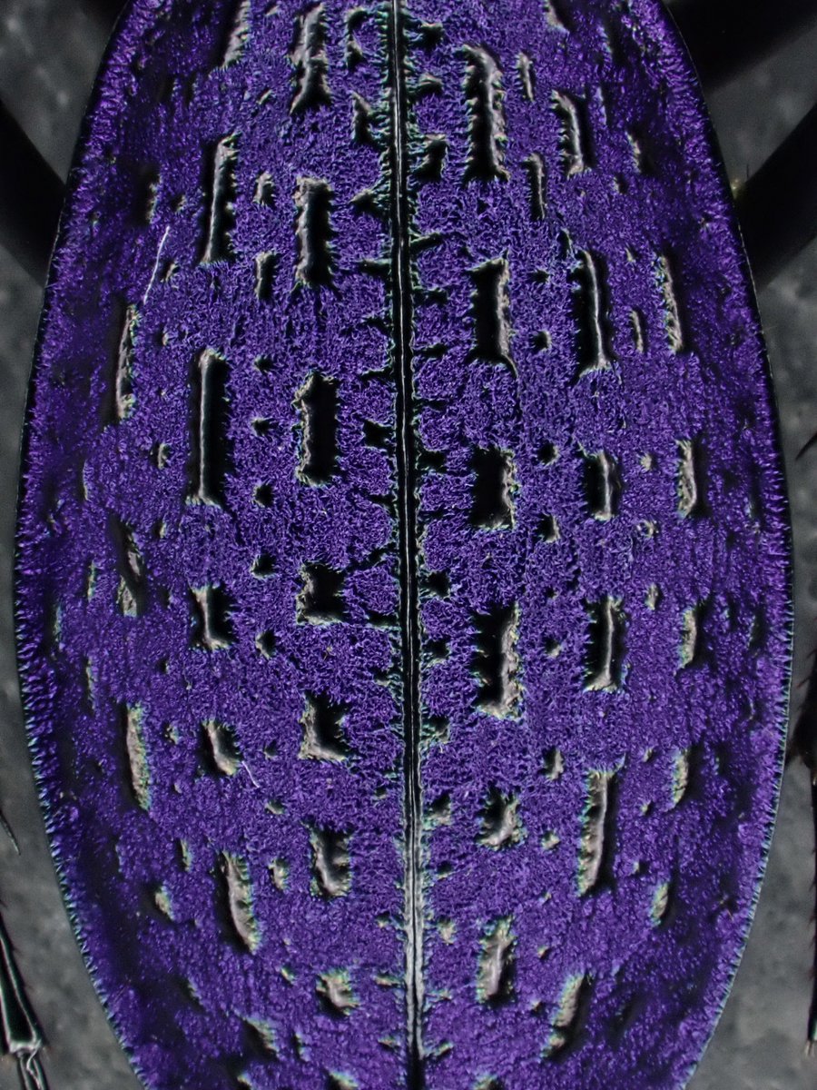 Acoptolabrus constricticollis ホソクビナガオサムシ