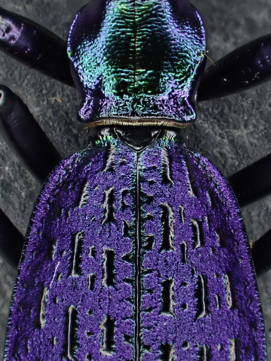 Acoptolabrus constricticollis ホソクビナガオサムシ