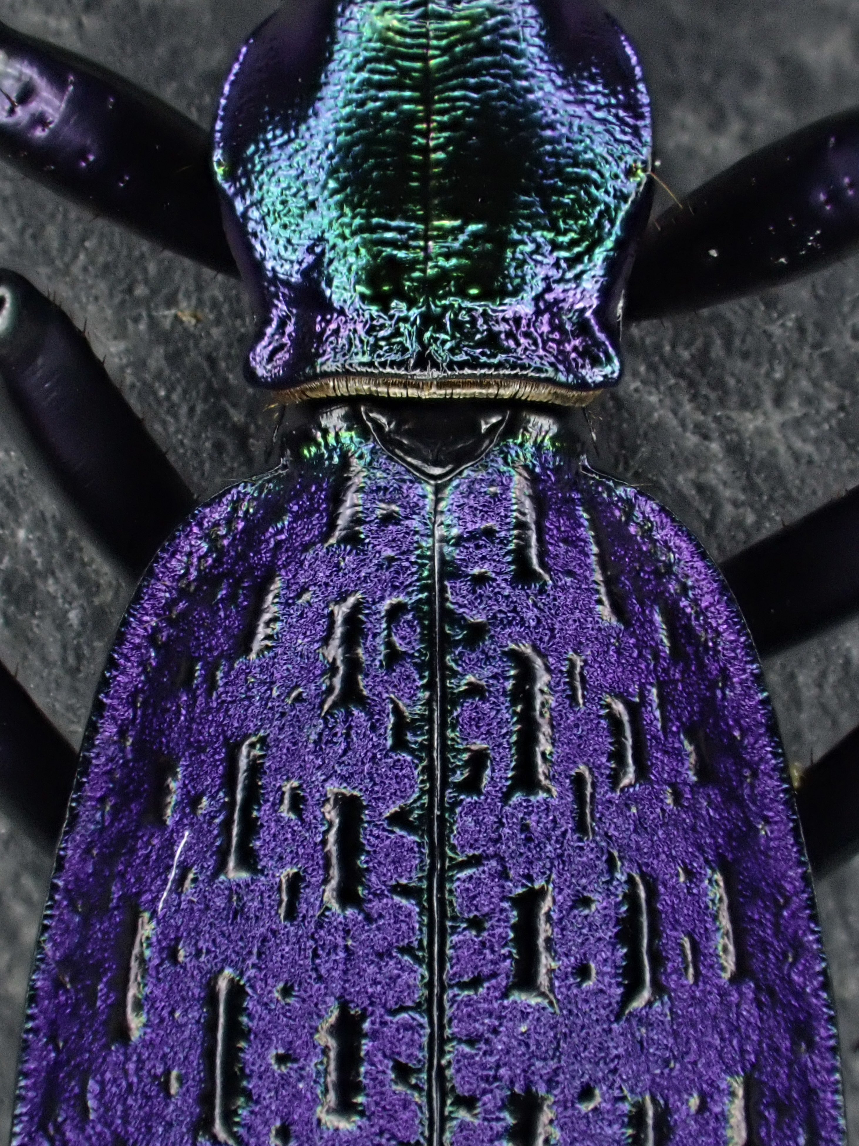 イボハダオサムシ標本 ★クリミア半島産C.scabrosus tauricus Damaster & Carabus on X: 