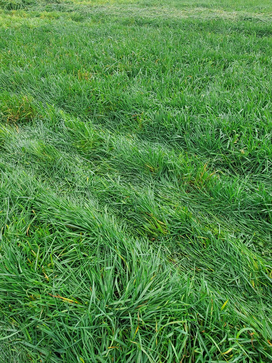 herefordcows's tweet photo. The fall grazing looks delicious ... if you're a bovine! #springseededfallrye #fallryeforthewin #fallgrazing https://t.co/UDCxHP6lvy
