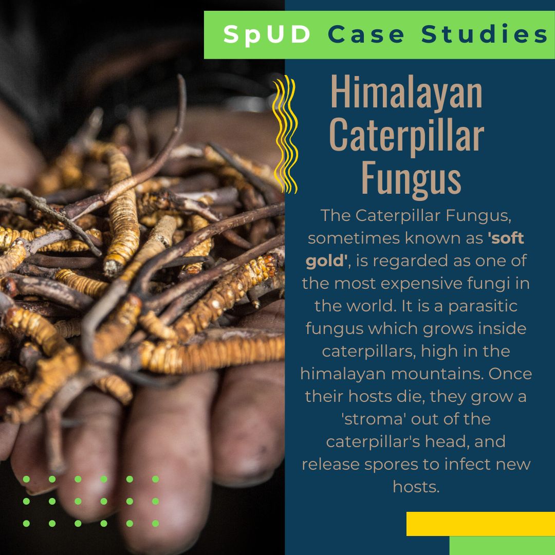 IUCNSULi's tweet photo. This week's #SpUDCaseStudies from the #SpeciesUseDatabase is the #HimalayanCaterpillarFungus - an incredible organism, maybe the most expensive fungus in the world. It's vulnerable, its population is declining, and it needs smart management for the communities relying on it. https://t.co/jNBF2FosKk
