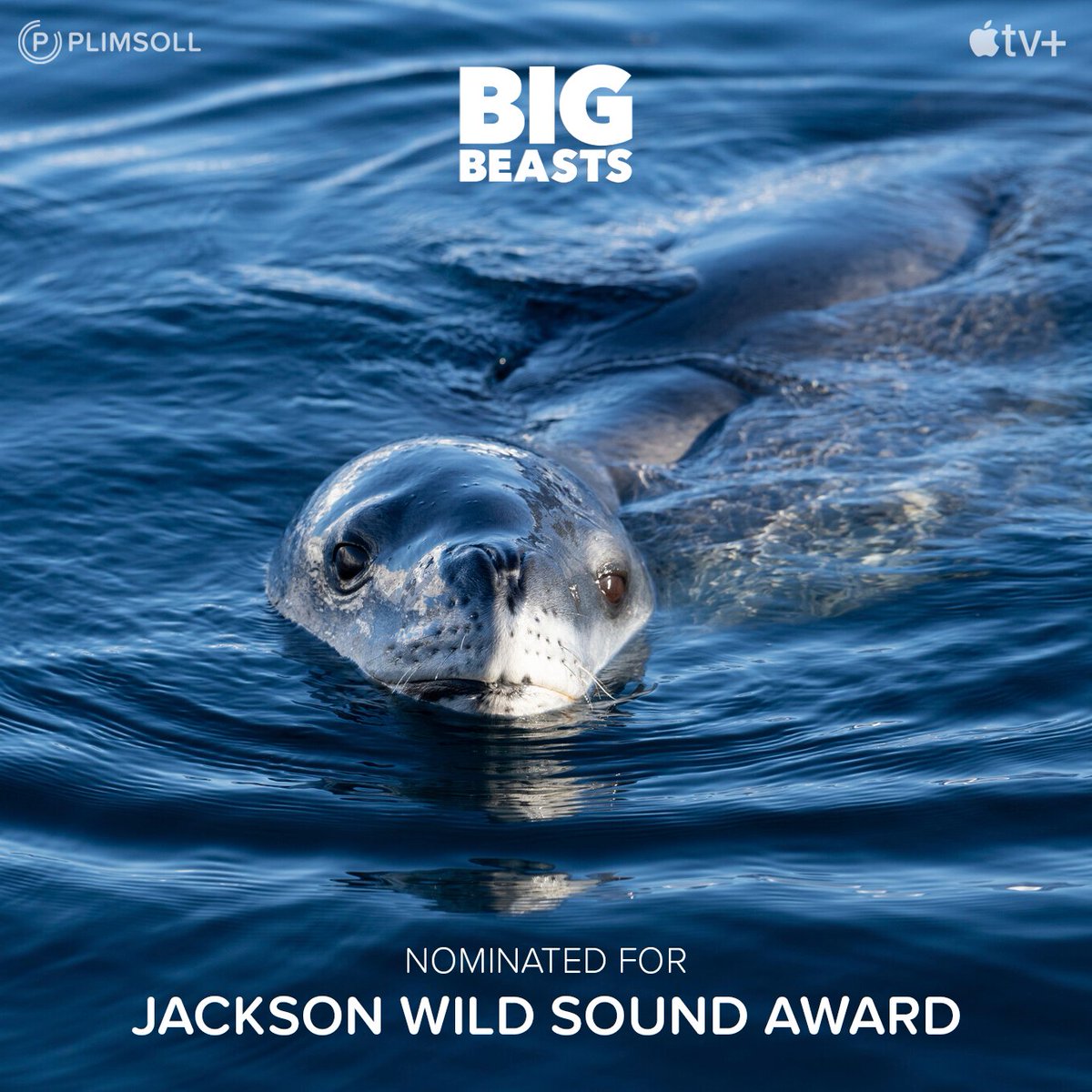 PlimsollProds's tweet photo. We are thrilled to announce that our productions #BigBeasts and #SuperNaturalPlanet have been recognised in 4 categories at @JacksonWild! 

#FilmFestival #AwardsSeason #PlimsollProduction https://t.co/VCbkpEy7Ca