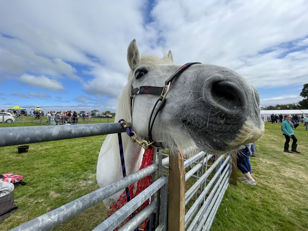 iainile's tweet photo. Here’s looking at you.. #islayshow #islay https://t.co/Z5U6g4FjLz