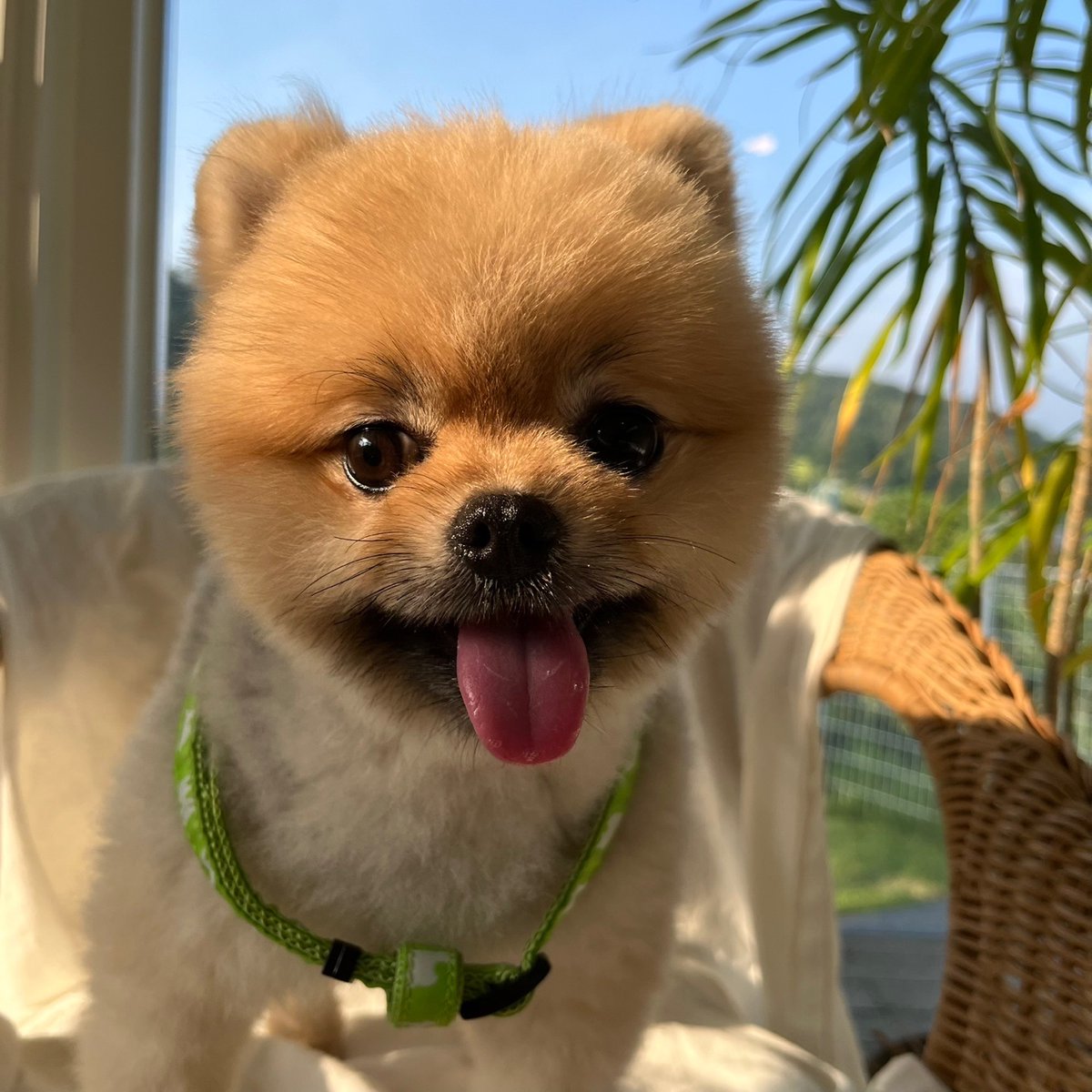 귀여운 밤이를 소개합니다❤️

3살 된 우리집 마스코트 밤이에요❤️

여행을 좋아해서 이번에 맛소 디자인 담당 서팀장님이 맡아주셨는데 사진을 이만큼이나 보내주셨어요~😍

신나게 놀고있는 거 보니 뿌듯하네용🥰

#맛있는소개팅마스코트 #맛있는소개팅 #궁중비법 #포메라이언 #포메