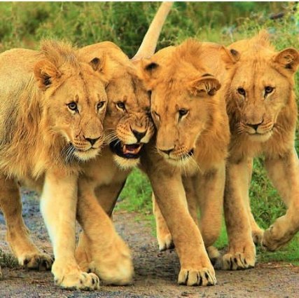 Happy lion's 🦁 day from @Engagi_safaris 
#ugandatravel
#ViralVideos
