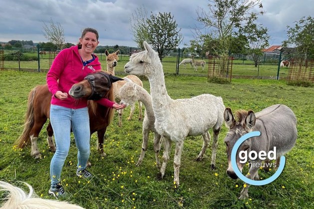 hbvl's tweet photo. Aperitieven tussen alpaca’s: centrum voor dierentherapie opent zomerbar in Alken https://t.co/wV7iUUYLv3 https://t.co/axxVT1XSrJ