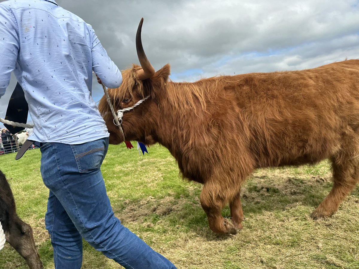 I have the distinct impression that cows, even when they are champions resent being paraded #islayshow