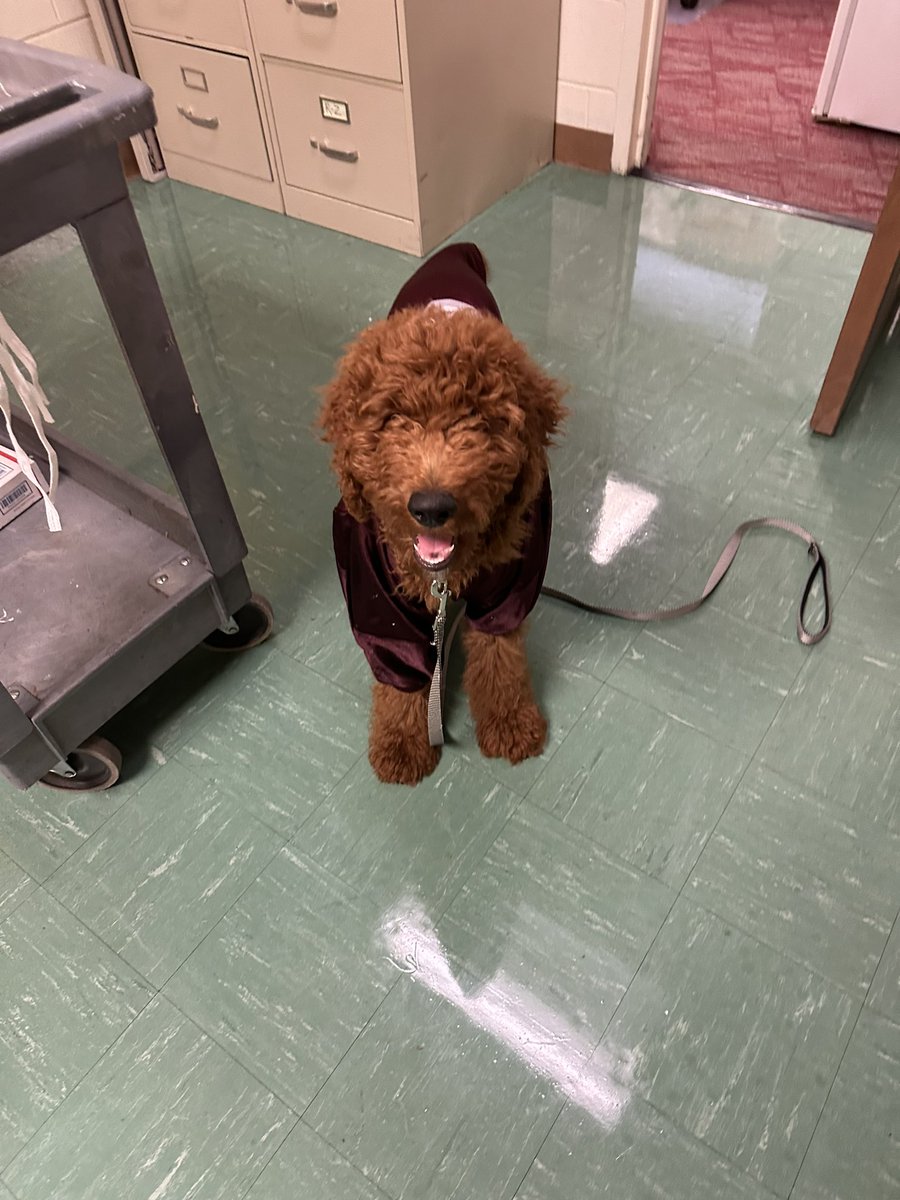 LharrisonLeslie's tweet photo. Celebrating 75 years of Dragon football? Dexter says, “count me in!” Let’s roll Dragons! @DMSDragons @DCS_TN https://t.co/MAsK0kAih4