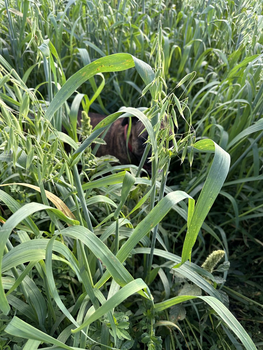 rwl51's tweet photo. Second cut of oats and alfalfa starting to look exciting  my pup Barley disappears in there https://t.co/TbTOFEPhQU