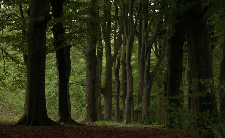 elemmiressoul's tweet photo. being in the forest. https://t.co/pQPNXYTNaI