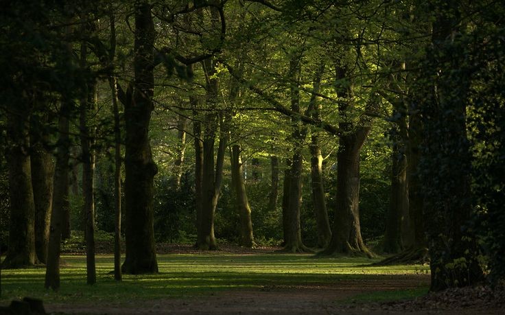 elemmiressoul's tweet photo. being in the forest. https://t.co/pQPNXYTNaI