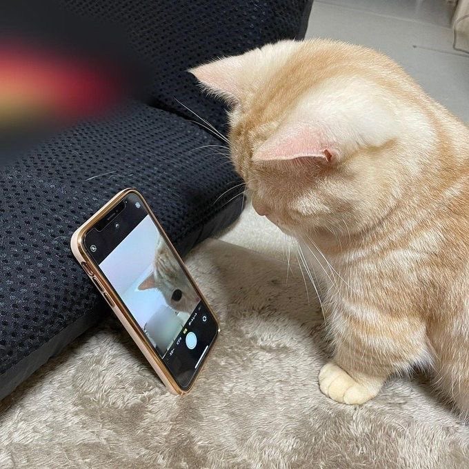 catshealdeprsn's tweet image. Selfie