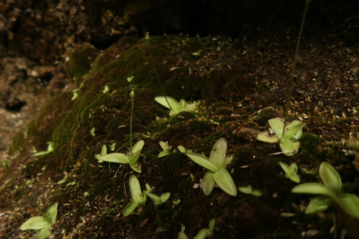Plant EcoGenomics Lab - UniPD tweet media