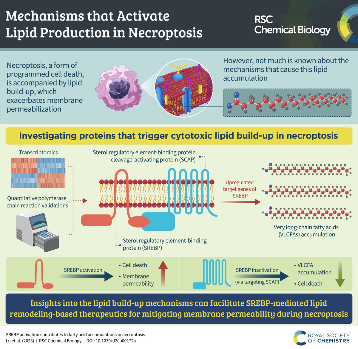 rsc_chembio's tweet image. 🚨Check our latest infographic by Dr Gunes Ekin Atilla-Gokcumen @AtillaLab 🚨

"SREBP activation contributes to fatty acid accumulations in necroptosis" 💀

Read the full article here 👉bit.ly/45hRyln

Submit your work 👉 bit.ly/3KBOnfX