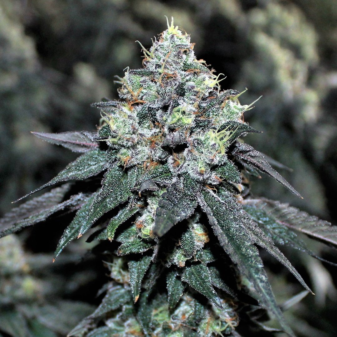 surterra's tweet photo. If an alien smoked weed, it would be #SpaceGello x #Zuchi. 👽
#TikiMadman + #UmamiSeeds https://t.co/B6N9ne0mux