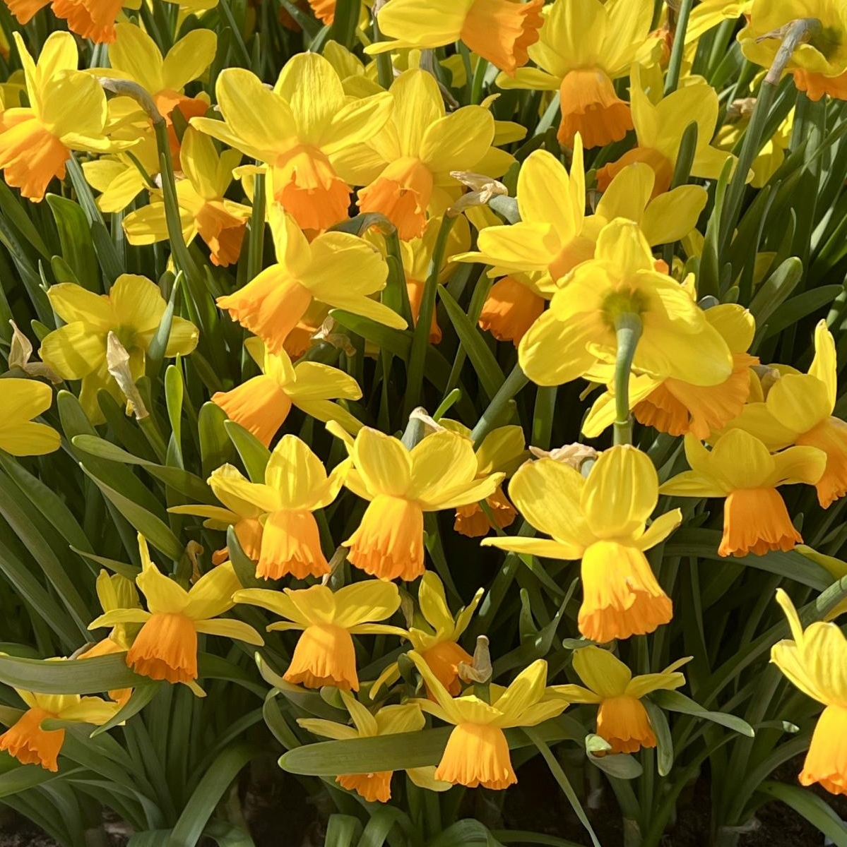 VanEngelenBulbs's tweet photo. Appearing like sweet little garden birds in flight, Cyclamineus Narcissi are best known for their early spring blooms and swept-back flower petals. https://t.co/ypMuLMRtF2
#flowerbulbs #springtime #narcissus #daffodils #cyclamineus #februarygold #jetfire #rapture #topolino https://t.co/8RmuHhNWxv