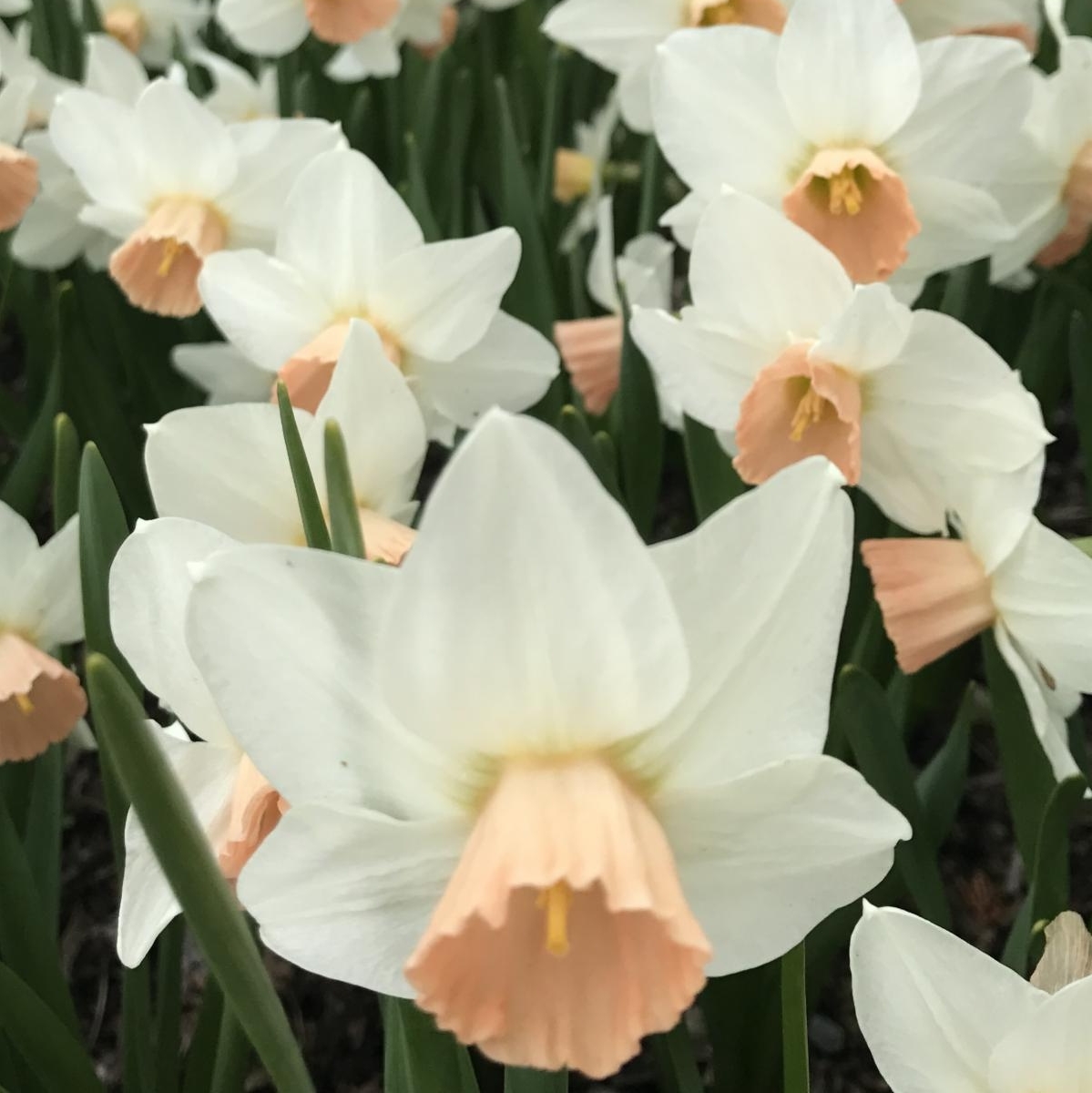 VanEngelenBulbs's tweet photo. Appearing like sweet little garden birds in flight, Cyclamineus Narcissi are best known for their early spring blooms and swept-back flower petals. https://t.co/ypMuLMRtF2
#flowerbulbs #springtime #narcissus #daffodils #cyclamineus #februarygold #jetfire #rapture #topolino https://t.co/8RmuHhNWxv