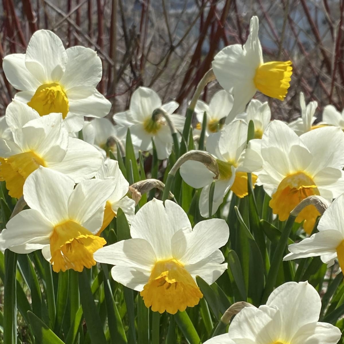 VanEngelenBulbs's tweet photo. Appearing like sweet little garden birds in flight, Cyclamineus Narcissi are best known for their early spring blooms and swept-back flower petals. https://t.co/ypMuLMRtF2
#flowerbulbs #springtime #narcissus #daffodils #cyclamineus #februarygold #jetfire #rapture #topolino https://t.co/8RmuHhNWxv
