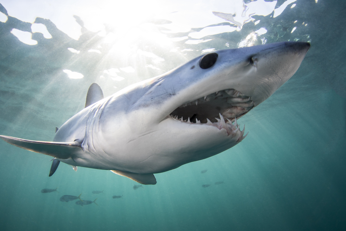 WHOI's tweet image. What do rising ocean temps mean for the #toppredators that call the #NorthwestAtlantic and #GulfofMexico home?

@BostonGlobe talks to #WHOI marine ecologist @braunianmotion, who recently published a study on this subject with @NOAAFisheries and @SDSU: go.whoi.edu/bostonglobe-fi…