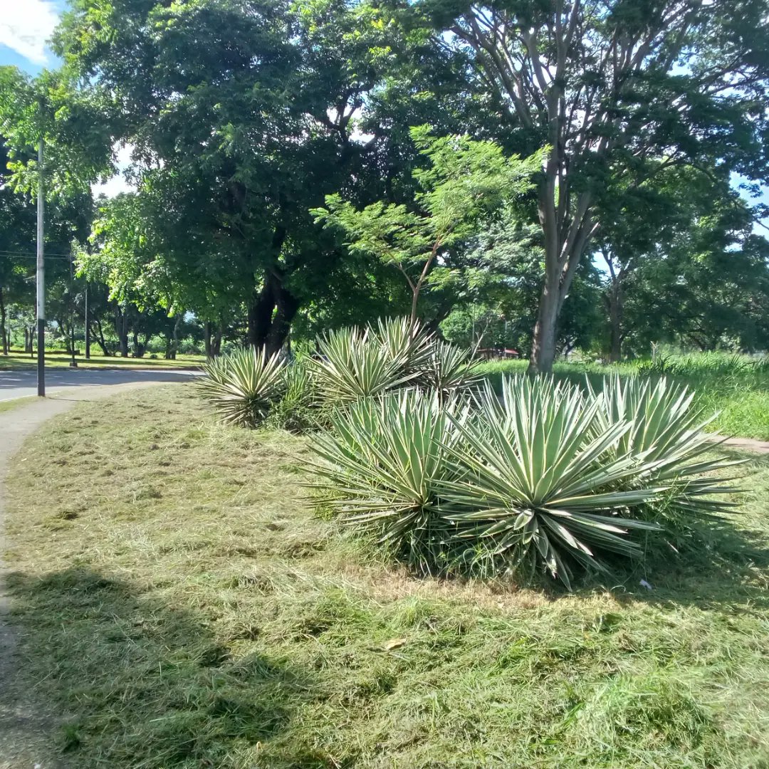 Instit12Febrero's tweet photo. #10Ago📢 #AlMomento Continúan los trabajos de desmalezado en los alrededores de la Plaza Italia.
#RibasVuelveASonreir #GobernamosParaServir https://t.co/8e6tbNCxc7