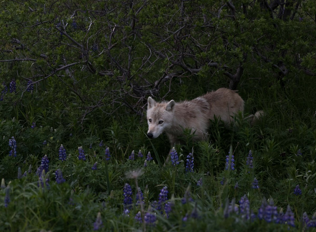 Little is known about Katmai’s wolf population. 

Wolves have been seen throughout the park, along the coast hunting sea otters and harbors seals, and in Brooks Camp fishing alongside bears.

NPS photo/J. Paluh