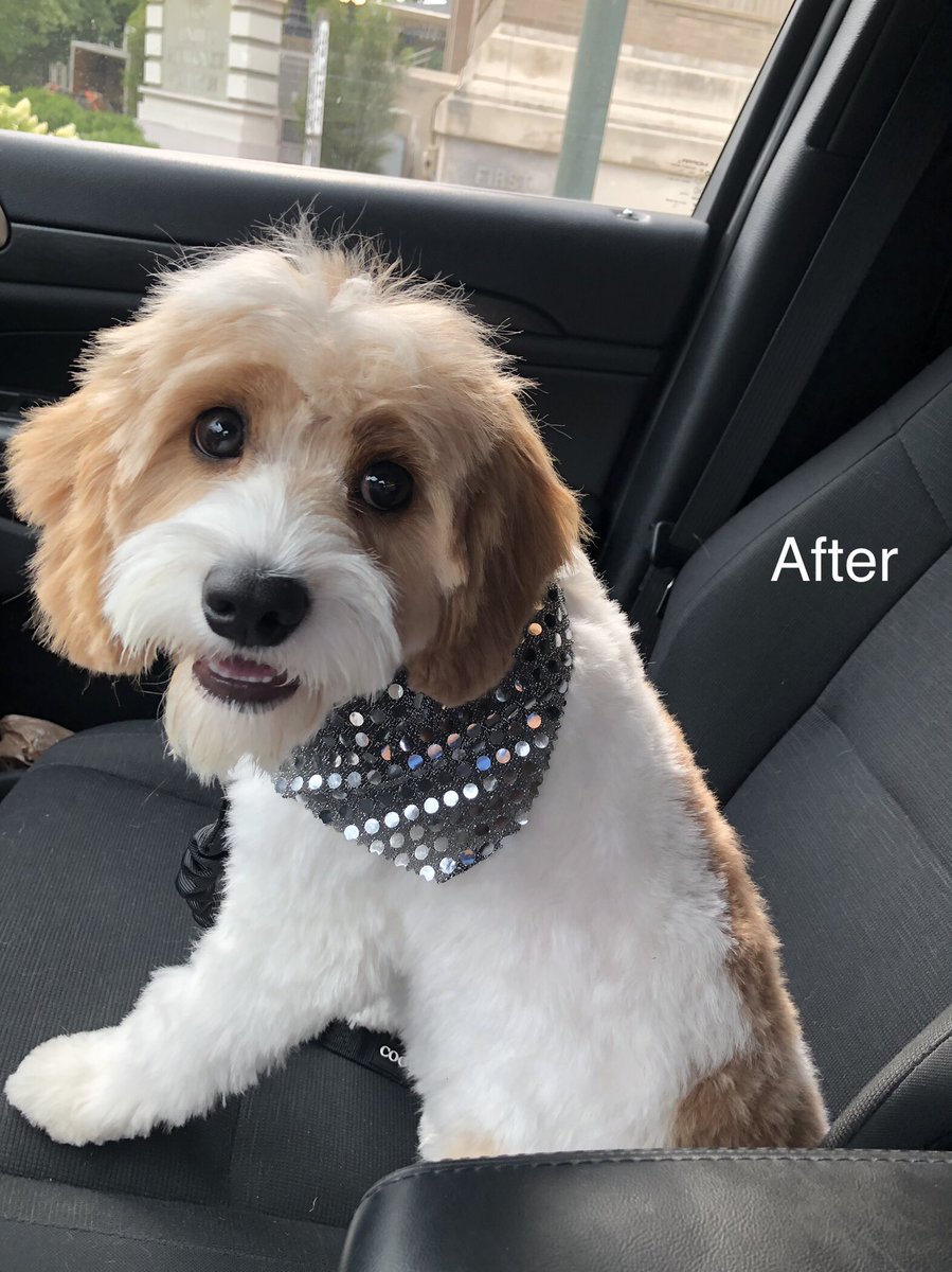 JessicaDanison's tweet photo. Somebody got his big boy hair cut today. He was a Mr. Wiggles so we got a little shorter of a cut then we thought. #stillcute #alittleoffthetop #summercut #bigboycut #cavapoo https://t.co/Sbfwom9L3w