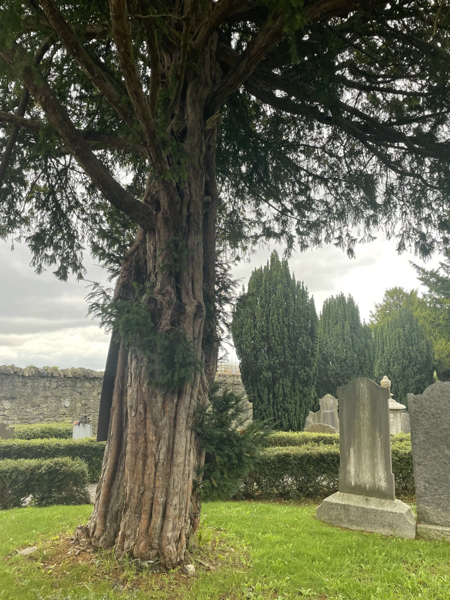 D8 Green Bridge Forum (@dublingreening) on Twitter photo 'This is a native and long-lived tree and often found in graveyards, as a symbol of life and death"
<a href="/enaghf/">enagh </a> on the Yew tree
Join Enagh and <a href="/DublinGreening/">D8 Green Bridge Forum</a> for a Walk/Talk on 20/08 <a href="/IMMAIreland/">IMMA</a> with <a href="/CommonGroundDub/">Common Ground in The Lodge</a> - commonground.ie/biodiversity-hโฆ
#IMMAOutdoors 'This is a native and long-lived tree and often found in graveyards, as a symbol of life and death"
<a href="/enaghf/">enagh </a> on the Yew tree
Join Enagh and <a href="/DublinGreening/">D8 Green Bridge Forum</a> for a Walk/Talk on 20/08 <a href="/IMMAIreland/">IMMA</a> with <a href="/CommonGroundDub/">Common Ground in The Lodge</a> - commonground.ie/biodiversity-hโฆ
#IMMAOutdoors
