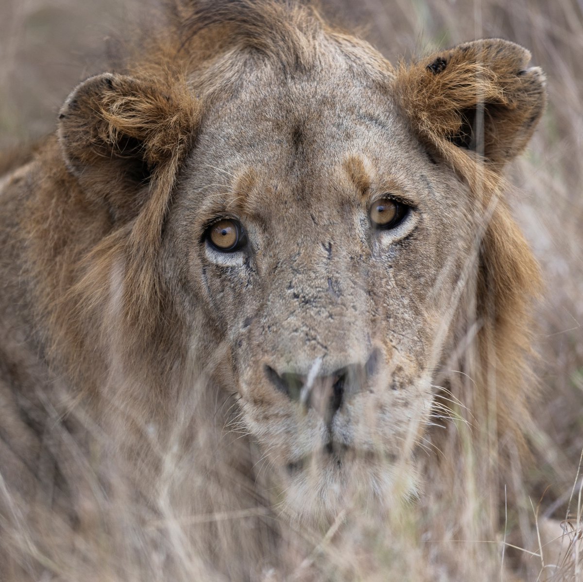 MORE_Collection's tweet photo. On this World Lion Day, we honour this incredible species that we are continually in awe of and appreciate the wild spaces we are privileged to have in our custodianship.
https://t.co/HKLmTH2Xsd
#worldlionday #lion #big5 #africansafari #wildlife #MOREFamilyCollection https://t.co/iFahkY0mES