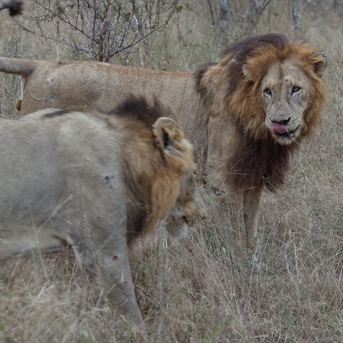 MORE_Collection's tweet photo. On this World Lion Day, we honour this incredible species that we are continually in awe of and appreciate the wild spaces we are privileged to have in our custodianship.
https://t.co/HKLmTH2Xsd
#worldlionday #lion #big5 #africansafari #wildlife #MOREFamilyCollection https://t.co/iFahkY0mES