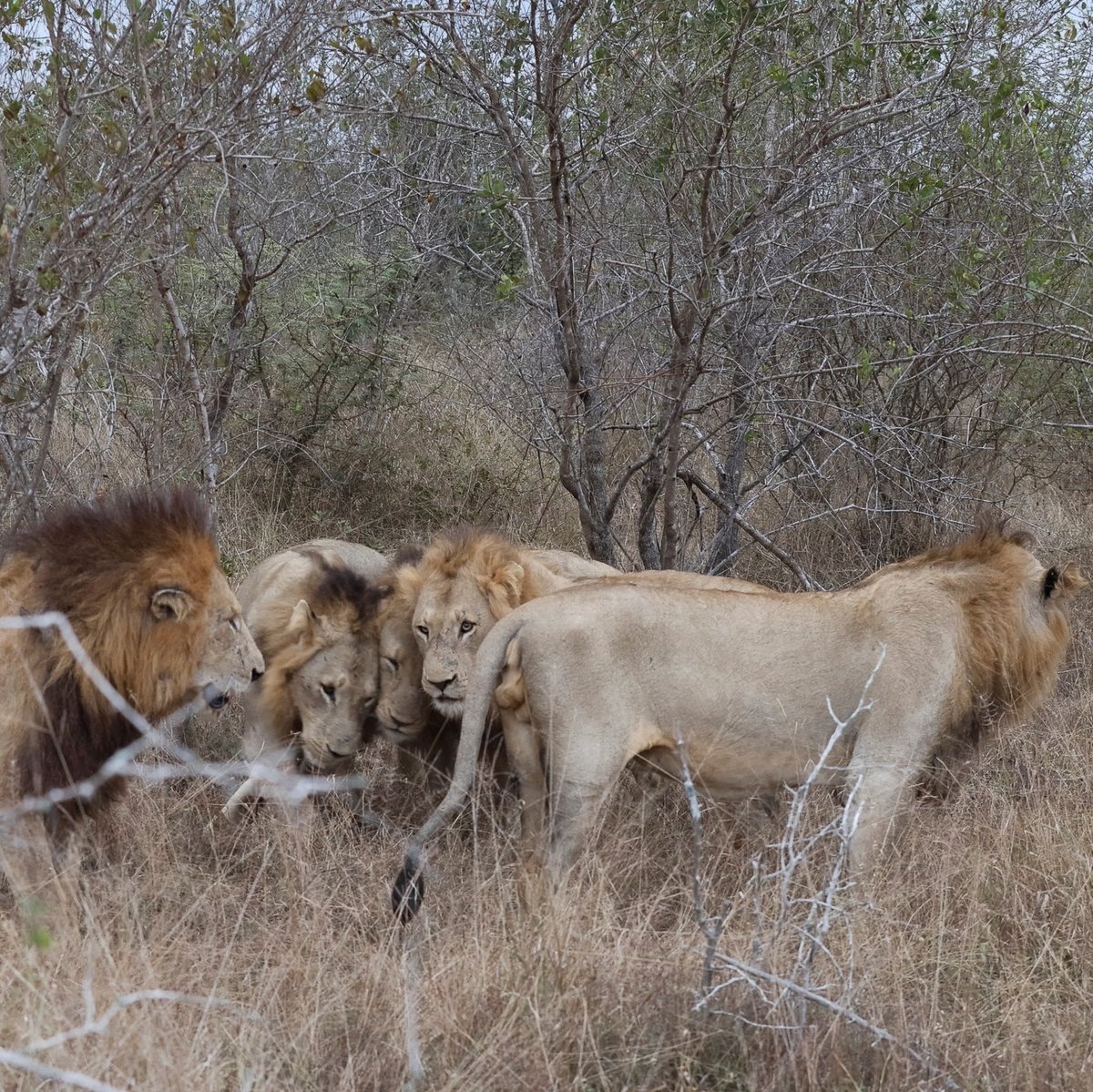 MORE_Collection's tweet photo. On this World Lion Day, we honour this incredible species that we are continually in awe of and appreciate the wild spaces we are privileged to have in our custodianship.
https://t.co/HKLmTH2Xsd
#worldlionday #lion #big5 #africansafari #wildlife #MOREFamilyCollection https://t.co/iFahkY0mES