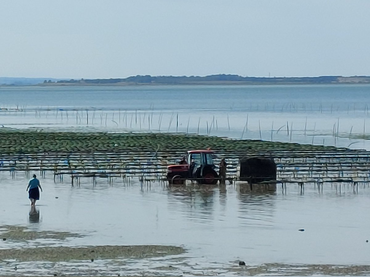 Ivana_Nika's tweet photo. #Whitstable is about oysters
#sunisback https://t.co/WhSrm4QLBZ