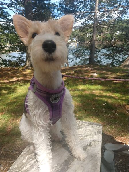 PenelopePu79543's tweet photo. My name is Penelope Pumpernickel and I need friends and followers. Please #RT  me and be my buddy.  
#dogs #dogsoftwitter #dogsofinstagram #terriers #wirefoxterrier #dogslife #puppy https://t.co/Ek2uE3iHcQ