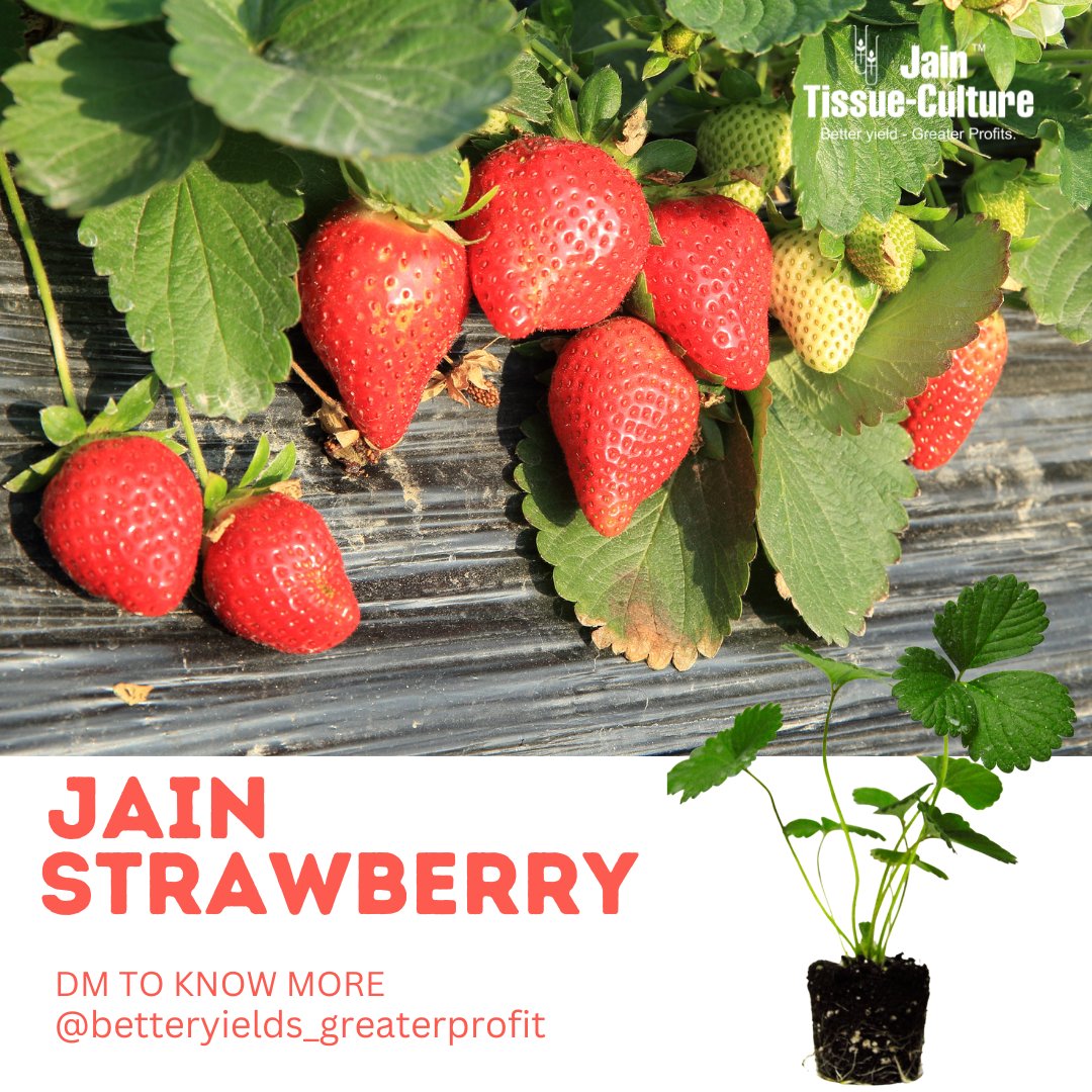 'Hello, Strawberry Season! 🍓🌞 Dive into the juiciest, most vibrant Jain strawberries yet. Our sustainable farming practices ensure each bite is a burst of flavor while supporting the environment.'#SustainableHarvest #JainStrawberryLove #tissueculture #betteryeildsgreaterprofit