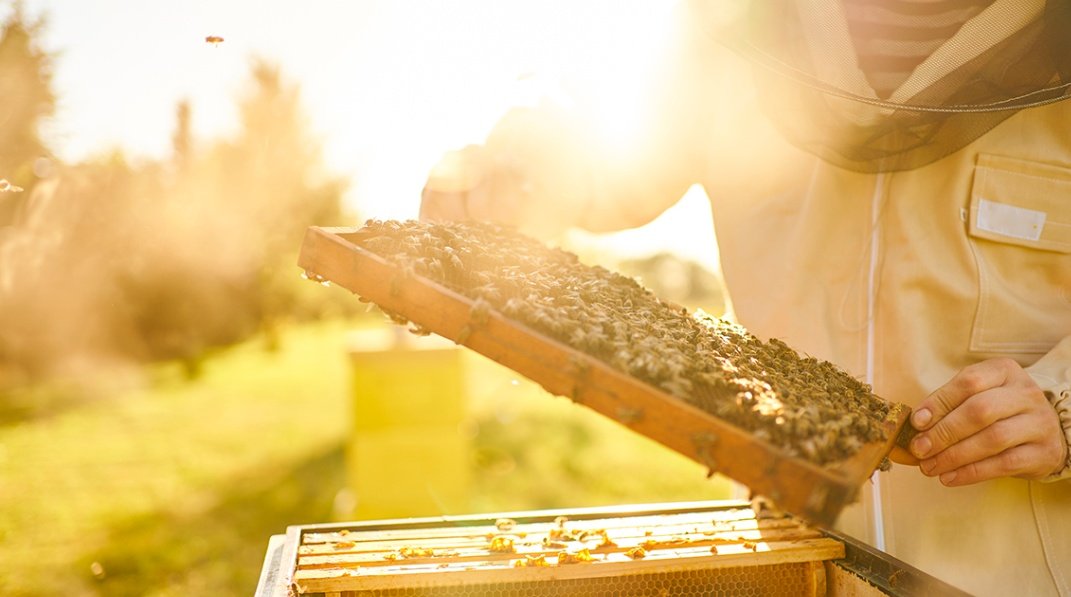 MaruOrtizTw's tweet photo. #PorElInta 🎧
🐝 "Con la T° las abejas se activan. Estamos en un período de transición. El instinto que tienen es el de salir a trabajar. Con las marcas térmicas que estamos teniendo, es riesgoso que salgan a gastar energía y no encuentren alimento" Nelson Hughes, @EEAChubut https://t.co/XYB94x3PQW