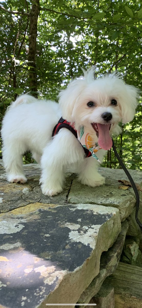 brinkleberrypie's tweet image. Happy #ThrowbackThursday 
❤️🤗🐾🐾
#imstillapuppyatheart
#mischiefmaker