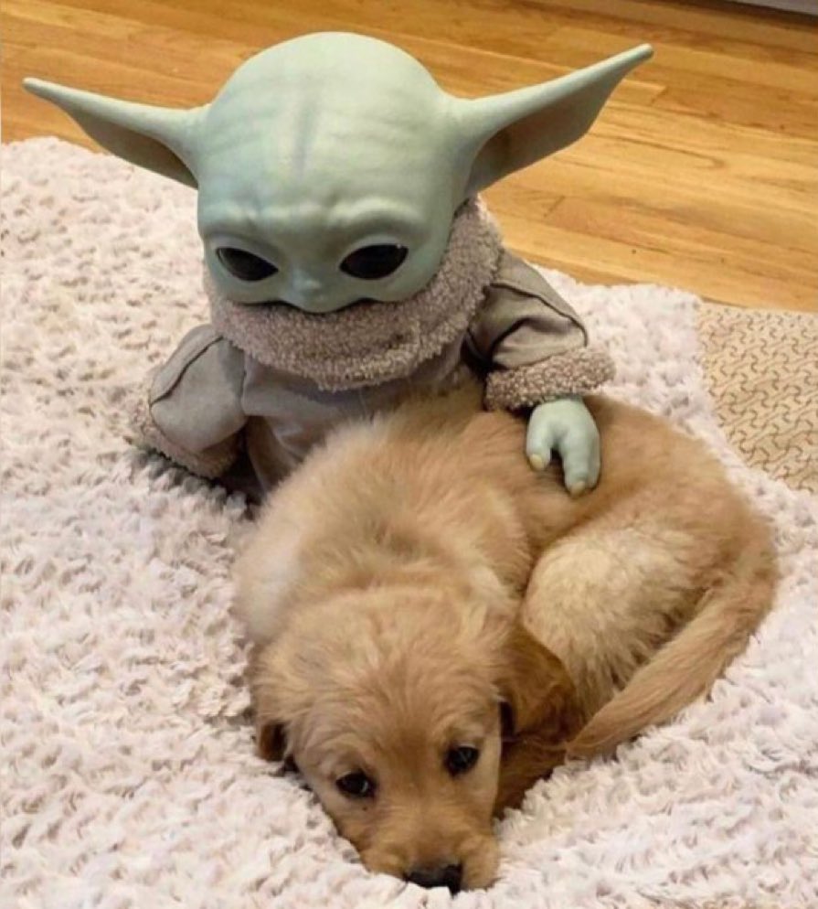- nadie:

- yo con cualquier perrito que veo: