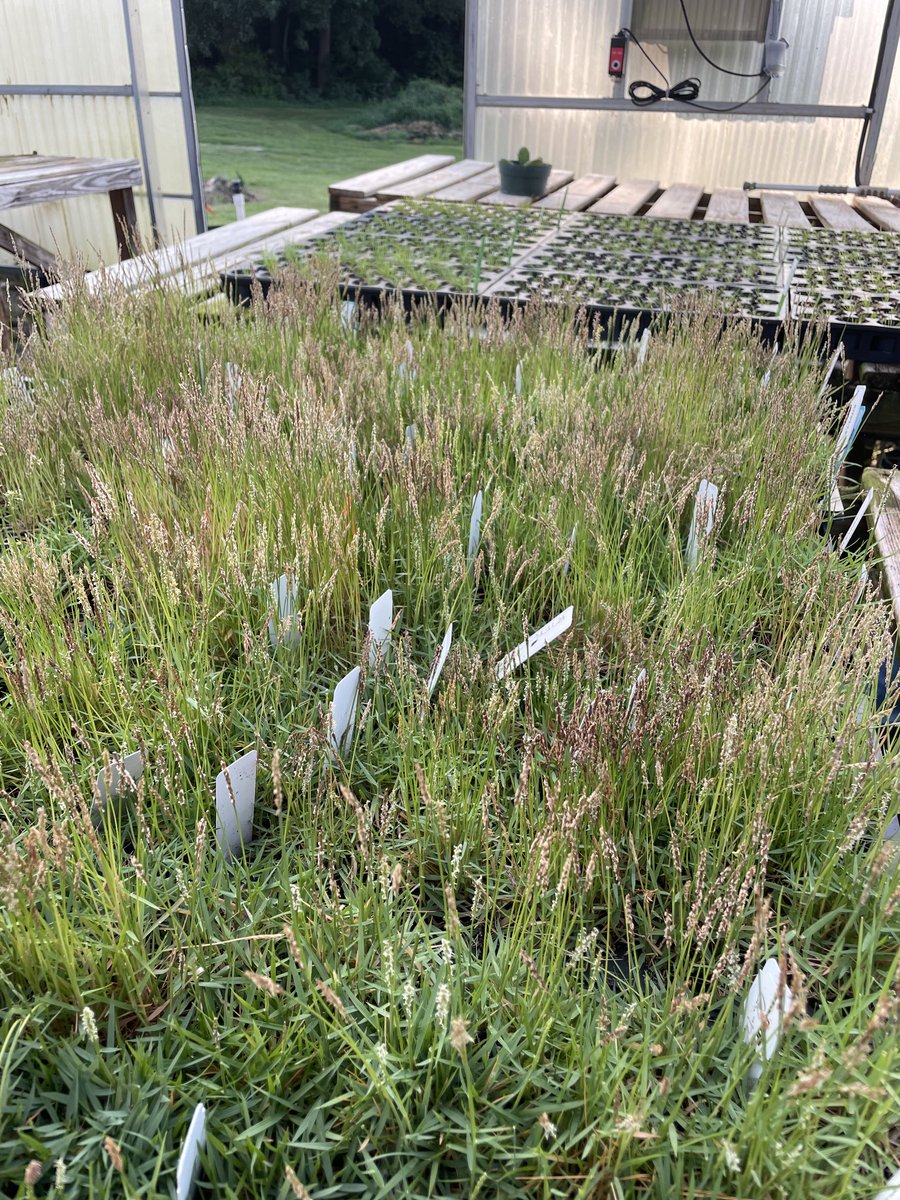 CRoseFricker's tweet photo. Exciting new seeded and vegetative Zoysia varieties coming soon from Dr Fraser and Pure SeedTesting! https://t.co/BdzLXHs2lG