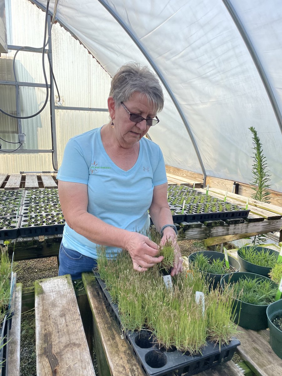 CRoseFricker's tweet photo. Exciting new seeded and vegetative Zoysia varieties coming soon from Dr Fraser and Pure SeedTesting! https://t.co/BdzLXHs2lG