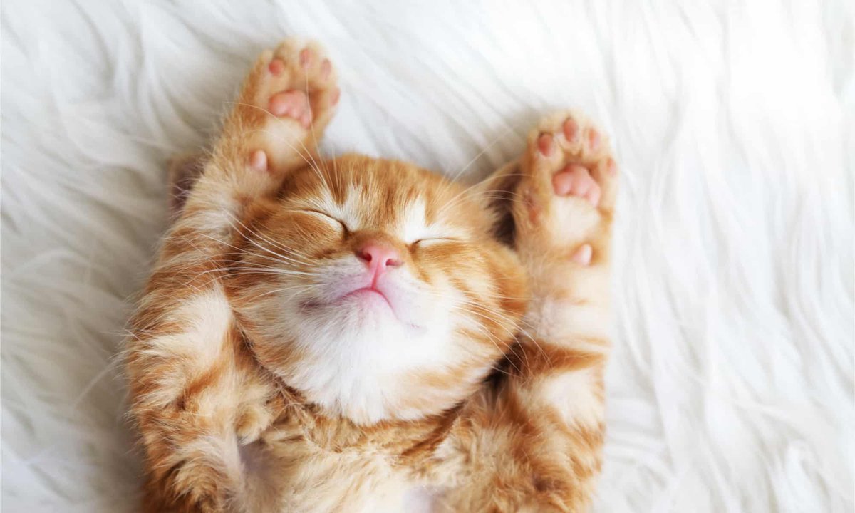 KitKatCooley's tweet photo. how @Harry_Styles sleeps knowing 1989 TV comes out October 27 and he has no reason to be worried #1989TaylorsVersion https://t.co/2JoTVqBhLv