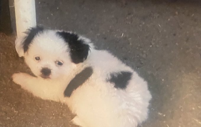I just realized that Miss Moo as a puppy is Snoopys doppelg&auml;nger and my life is now complete 😭 https://t<a href="/tag/moogate2023"class="tags"><span>#moogate2023</span></a>