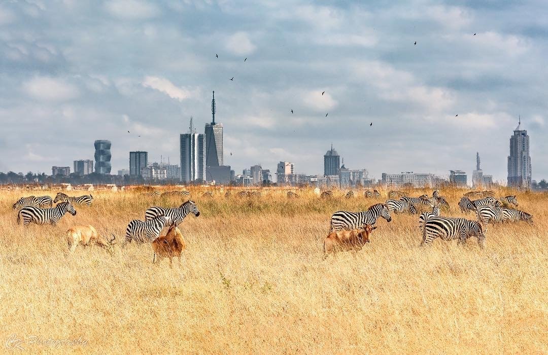 AfricaFactsZone's tweet photo. Nairobi, Kenya is the only capital city in the world with a national park. https://t.co/9frrfgMRlt