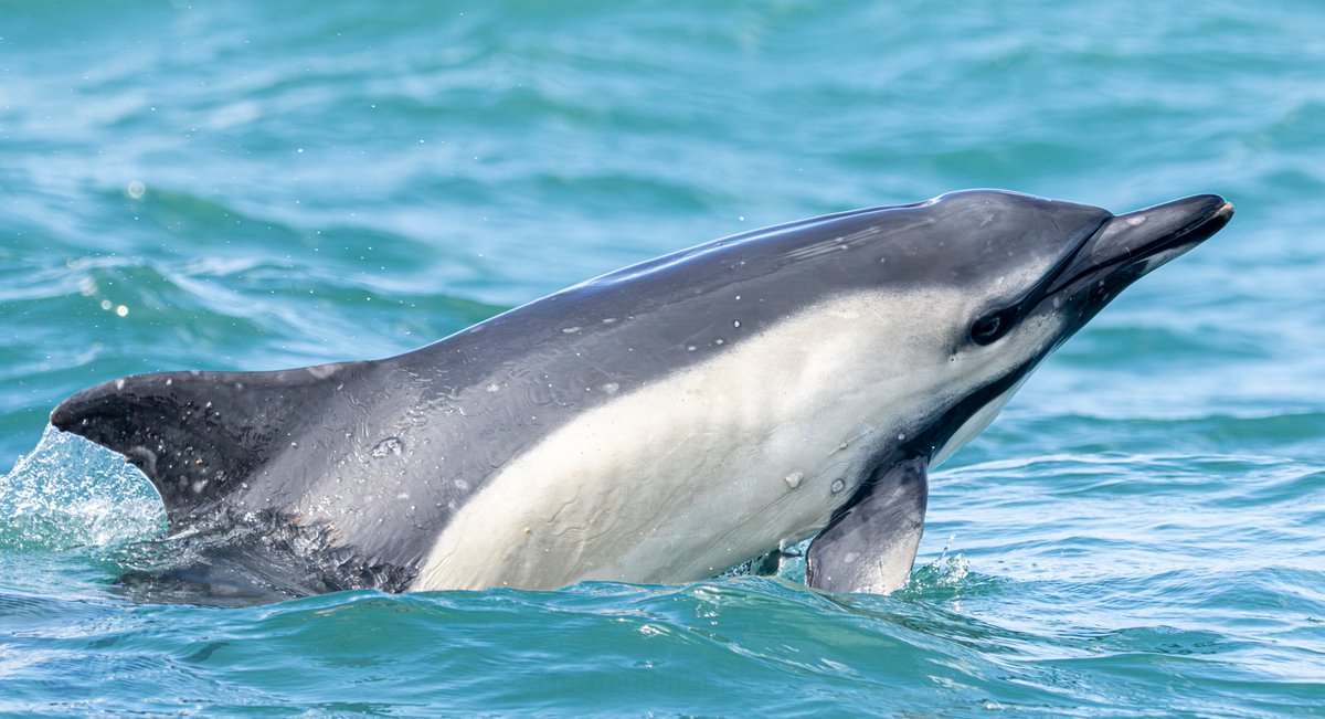 Common Dolphins off Padstow Bay 
-
Photographed onboard with <a href="/PadstowSeaLife/">Sealife Boat Trips</a> 👌🏽
#dolphin #sealife #safari #nature #cetacean #Dolphins
