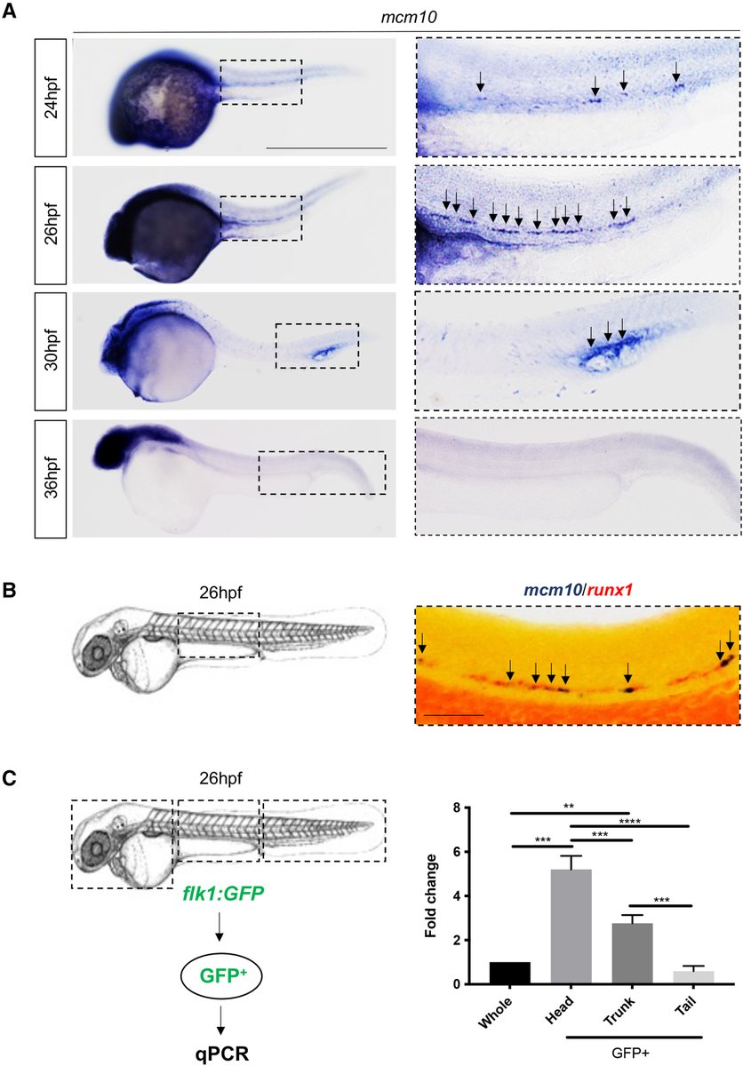 GCIR_Unige's tweet photo. Fascinated by #embryonic #development? Read this! The mini chromosome maintenance protein 10 #mcm10 regulates #emergence of #HematopoieticStemCells in the #zebrafish embryo: in @stemcellreports by @GCIR_Unige Pr Julien Bertrand 👉https://t.co/APA9yD2EGc #cellcycle #apoptosis #p54 https://t.co/WNHconQyuR