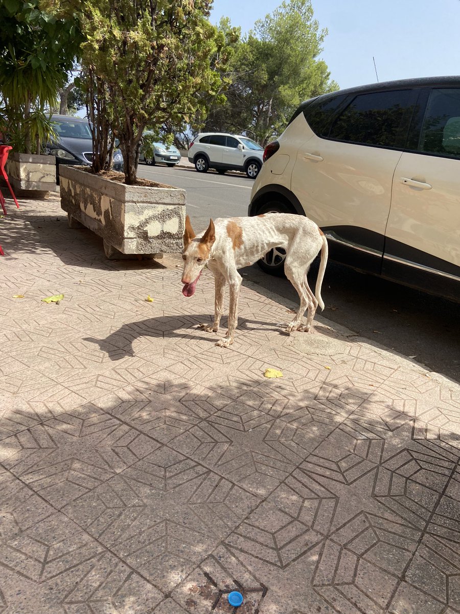 sb_ainhoa's tweet photo. Holaaa, he visto esta perrota abandonada por el restaurante de santa quiteria,(lleva collar antipulgas) 
Se agradece difusión https://t.co/fJBAKSu2zj