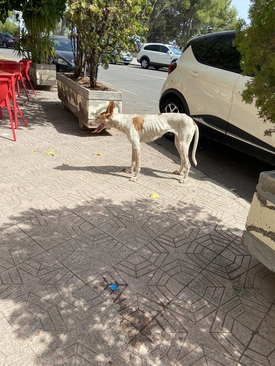 sb_ainhoa's tweet photo. Holaaa, he visto esta perrota abandonada por el restaurante de santa quiteria,(lleva collar antipulgas) 
Se agradece difusión https://t.co/fJBAKSu2zj