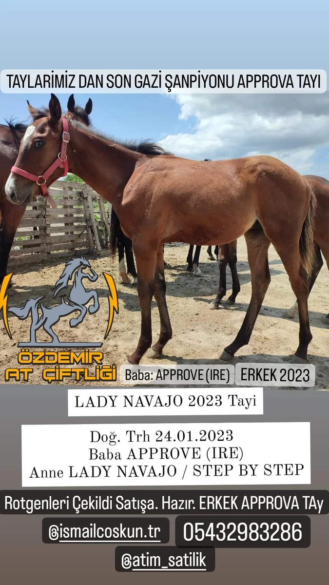 ozdemiratciftli's tweet photo. #SATIŞA ARZ EDİLEN TAY SON #GAZİSAMPİYONU #APPROVA ERKEK TAYI
07 Ağustos röntgenleri çekilmiştir satışa Hazırdır

İsim LADY NAVAJO 2023 Tayı

Doğ. Trh 24.01.2023 
Baba APPROVE (IRE)
Anne LADY NAVAJO / STEP BY STEP
 0543 2983286 Ismail Coşkun
#tjk #atcilik @AtcilikKtp @varmitalip https://t.co/WjaUOF8vc2
