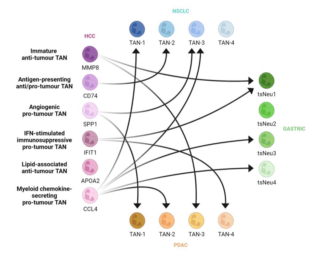 Excited to share our Review entitled “Harnessing neutrophil plasticity for HCC immunotherapy”, with a pan-cancer functional correlation of neutrophil subtypes and the latest neutrophil therapies in cancer! 
<a href="/J__Leslie/">Jack Leslie</a> <a href="/FibrosisLab/">Fibrosis Lab</a> <a href="/PPPublishing/">Portland Press</a> 

Link 👉 portlandpress.com/essaysbiochem/…